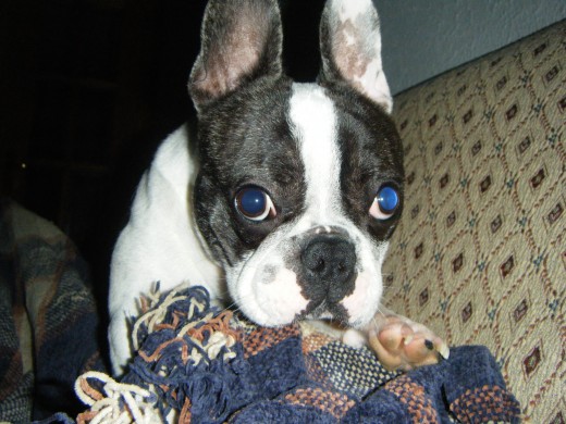 HOLA!! AUNQUE TENGA ESTA CARITA DE BUENO SOY UN BICHITO.